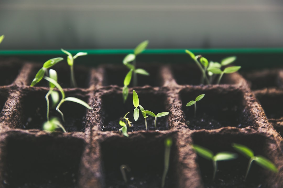small plant seedling pot