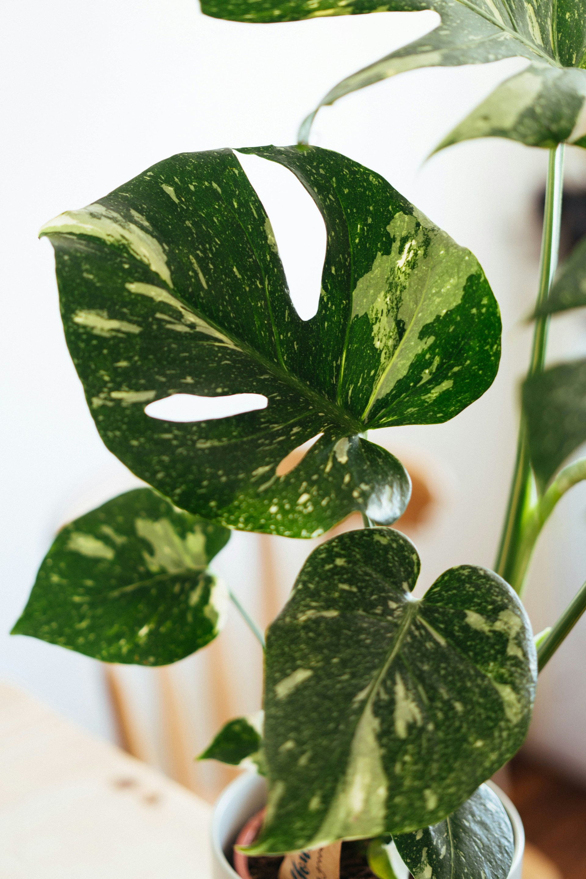 Healthy variegated Monstera foliage