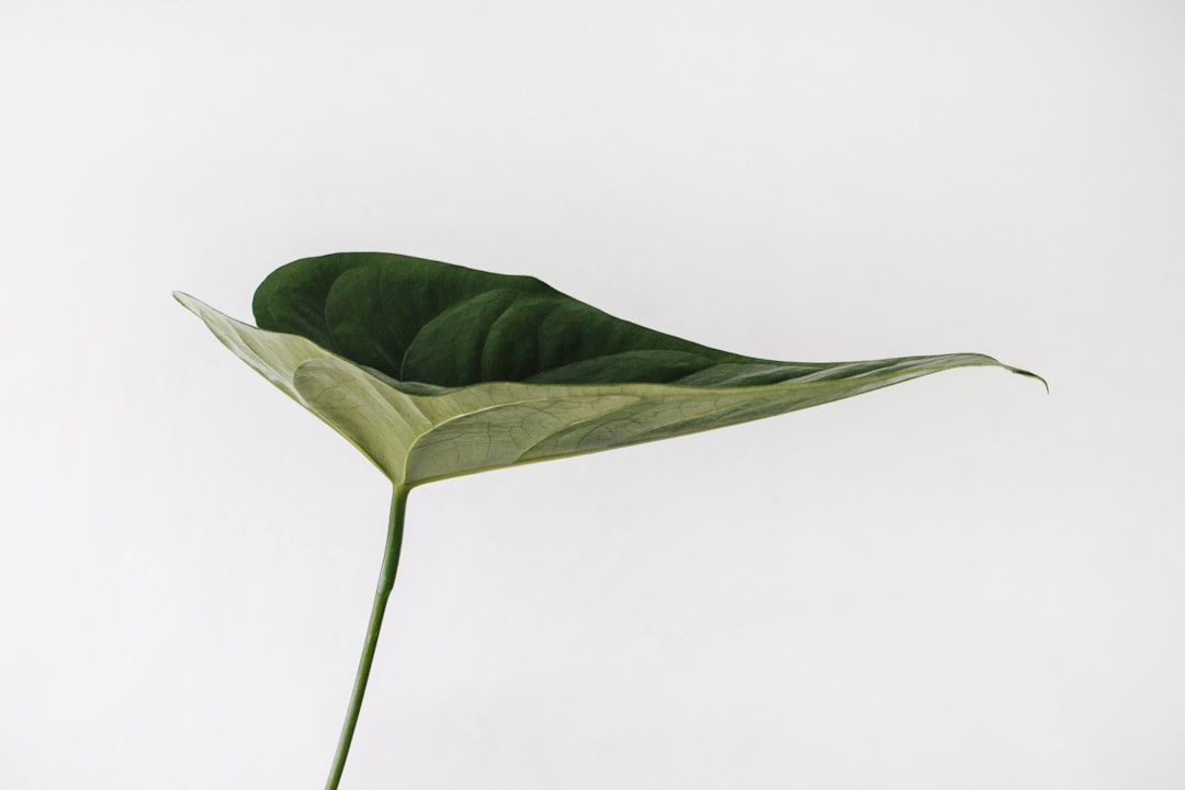 Variegated Monstera leaf showing green and white variegation