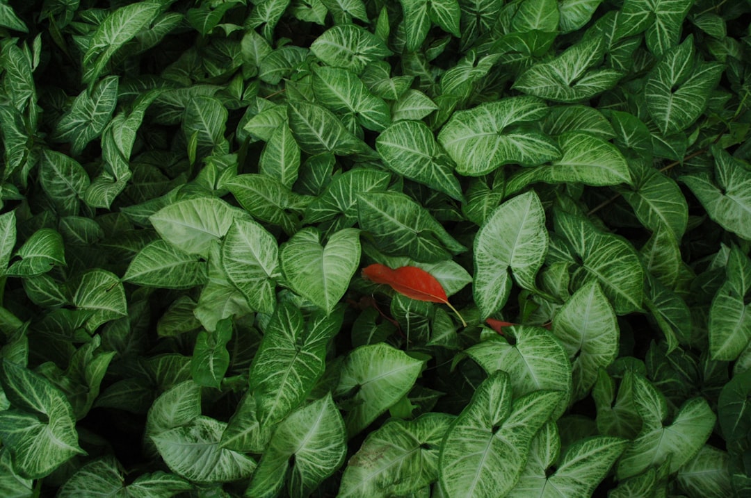 Variegated foliage used to illustrate close symptom inspection